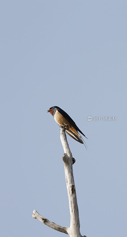 Barn Swallow (Hirundo rustica)唱歌